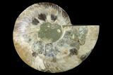 Agatized Ammonite Fossil (Half) - Madagascar #135293-1